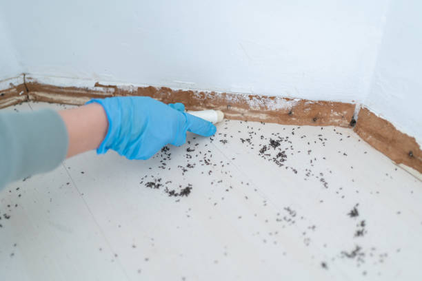 Best Real Estate Pest Inspections  in Pitola, CA